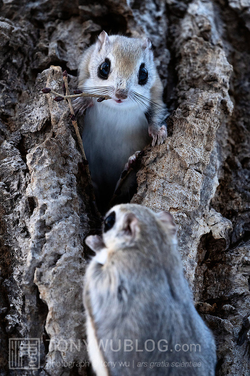 pteromys volans orii flying squirrel japan 202202 04746.jpg