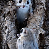 pteromys volans orii flying squirrel japan 202202 04746