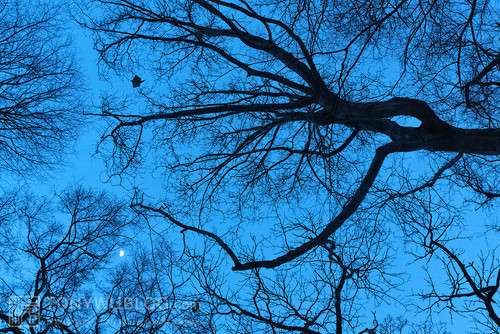 japanese flying squirrel pteromys volans orii 202103 4799.jpg