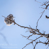 pteromys volans orii flying squirrel japan 202202 01177