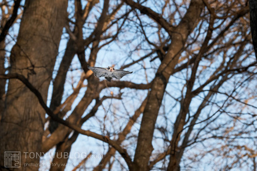 japanese flying squirrel pteromys volans orii 202103 4742