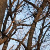 japanese flying squirrel pteromys volans orii 202103 4742