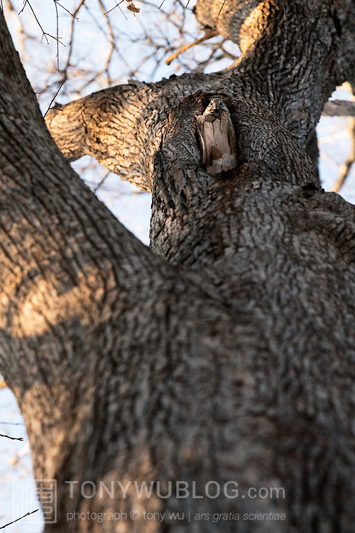 japanese flying squirrel pteromys volans orii 202103 4721.jpg