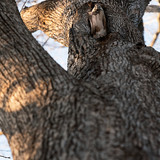 japanese flying squirrel pteromys volans orii 202103 4721
