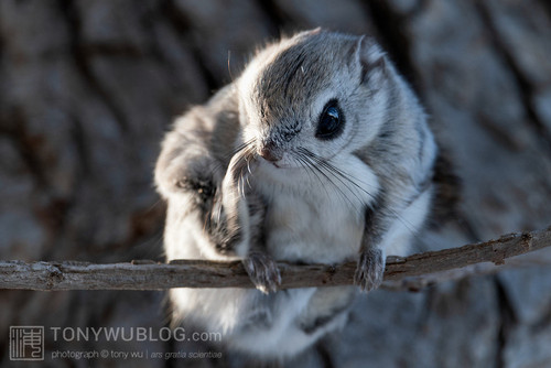 japanese flying squirrel pteromys volans orii 202103 0847