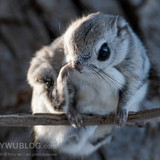 japanese flying squirrel pteromys volans orii 202103 0847
