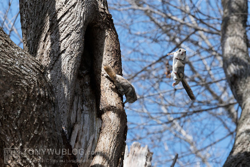 japanese flying squirrel pteromys volans orii 202103 3900.jpg