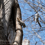 japanese flying squirrel pteromys volans orii 202103 3900