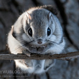 japanese flying squirrel pteromys volans orii 202103 0798