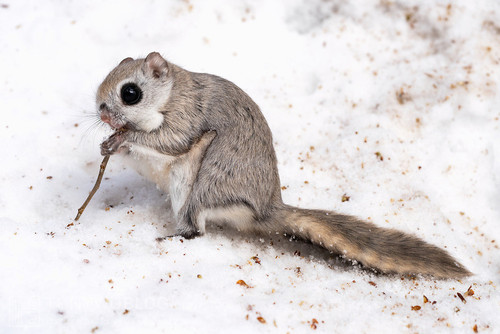 pteromys volans orii flying squirrel japan 202202 04048.jpg