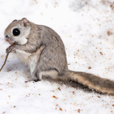 pteromys volans orii flying squirrel japan 202202 04048