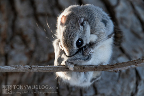 japanese flying squirrel pteromys volans orii 202103 0842