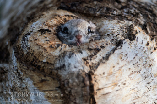 japanese flying squirrel pteromys volans orii 202103 0672.jpg