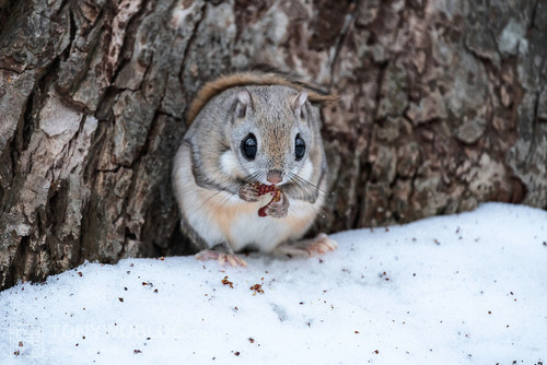 pteromys volans orii flying squirrel eating catkin japan 202103 0429.jpg