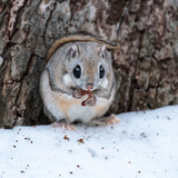 pteromys volans orii flying squirrel eating catkin japan 202103 0429