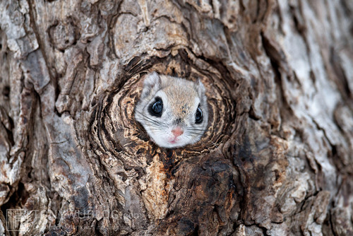 japanese flying squirrel pteromys volans orii 202103 1723.jpg