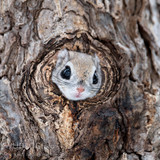 japanese flying squirrel pteromys volans orii 202103 1723