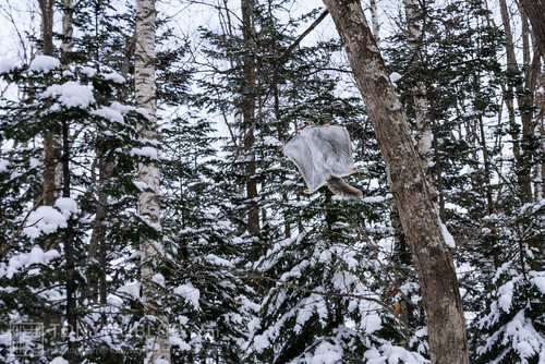 pteromys volans orii flying squirrel japan 202202 10465