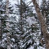 pteromys volans orii flying squirrel japan 202202 10465