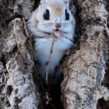 pteromys volans orii flying squirrel japan 202202 04701.jpg