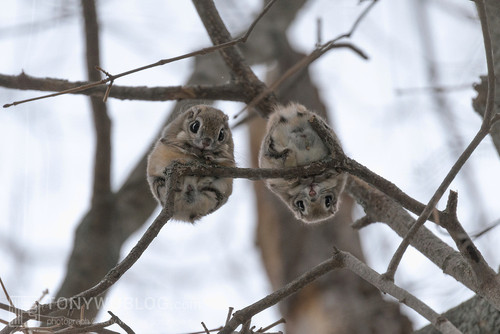 japanese flying squirrel pteromys volans orii 202103 3144.jpg