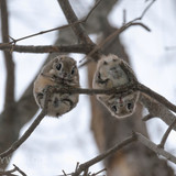 japanese flying squirrel pteromys volans orii 202103 3144