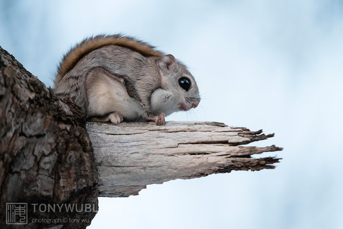 pteromys volans orii flying squirrel japan 202103 5364