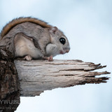 pteromys volans orii flying squirrel japan 202103 5364