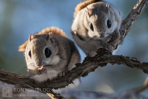 japanese flying squirrel pteromys volans orii 202103 0876