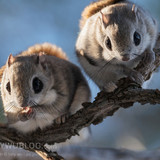 japanese flying squirrel pteromys volans orii 202103 0876