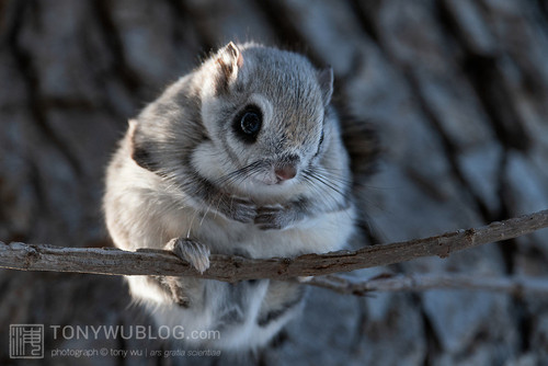 japanese flying squirrel pteromys volans orii 202103 0856