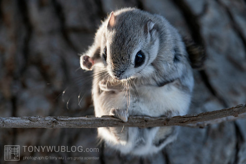 japanese flying squirrel pteromys volans orii 202103 0837