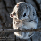 japanese flying squirrel pteromys volans orii 202103 0837