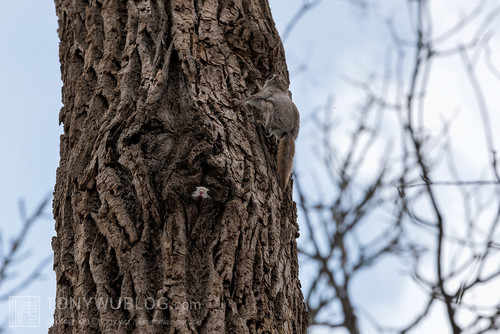 japanese flying squirrel pteromys volans orii 202103 4681.jpg