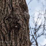 japanese flying squirrel pteromys volans orii 202103 4681