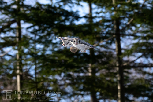 pteromys volans orii flying squirrel japan 202202 16042