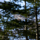 pteromys volans orii flying squirrel japan 202202 16042