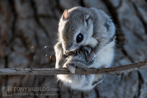 japanese flying squirrel pteromys volans orii 202103 0843.jpg