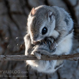 japanese flying squirrel pteromys volans orii 202103 0843