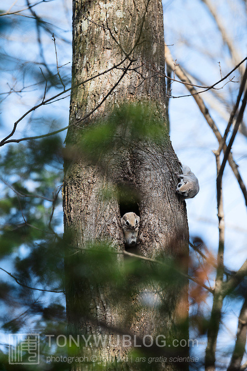 japanese flying squirrel pteromys volans orii 202103 4032.jpg