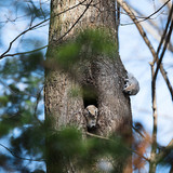 japanese flying squirrel pteromys volans orii 202103 4032