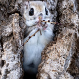 pteromys volans orii flying squirrel japan 202202 02068.jpg