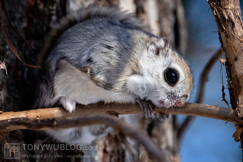 pteromys volans orii flying squirrel japan 202202 15631.jpg