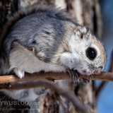 pteromys volans orii flying squirrel japan 202202 15631