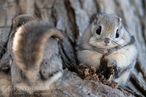 japanese flying squirrel pteromys volans orii 202103 0952.jpg