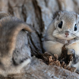 japanese flying squirrel pteromys volans orii 202103 0952
