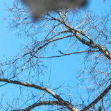 pteromys volans orii flying squirrel frustration 202103 1739.jpg
