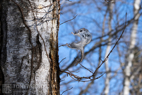 pteromys volans orii flying squirrel japan 202202 02525.jpg