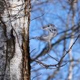 pteromys volans orii flying squirrel japan 202202 02525