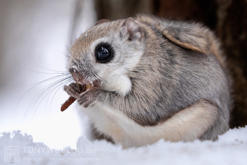 pteromys volans orii flying squirrel japan 202202 06845